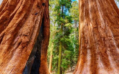 Leren van de natuur – Sequoia bomen