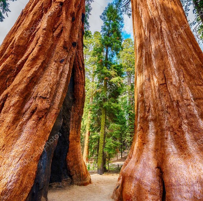 Leren van de natuur – Sequoia bomen